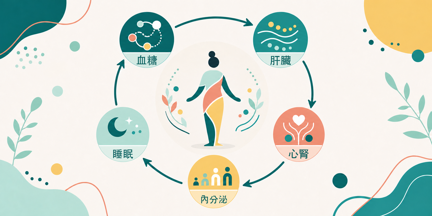 以完整的人為中心,五個循環節點分別標示血糖、肝臟、心腎、內分泌與睡眠